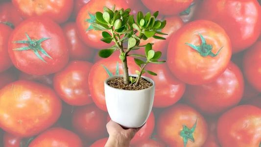 Truco natural: cómo hacer para que el tomate estimule el crecimiento y las flores de tu árbol de jade