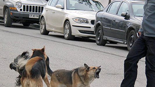 Nuevo ataque de perros en San Juan: una jauría atacó a un hombre de 53 años y lo mató