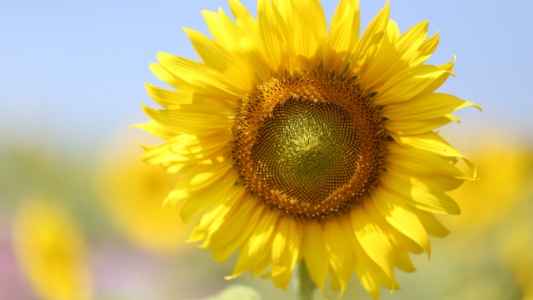 El Girasol, una oportunidad de negocios de cara a la campaña 2021