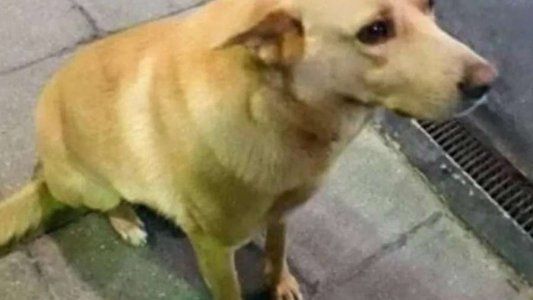Ató a un perro a su camioneta y lo arrastró hasta matarlo