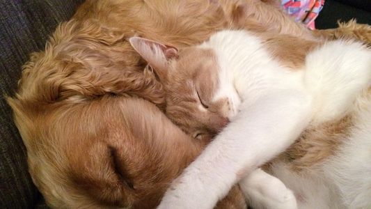 Proponen la creación de un hospital veterinario público en la Ciudad