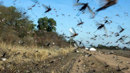 Buscan frenar el ataque de langostas tras el ingreso de nuevas mangas en Santiago del Estero
