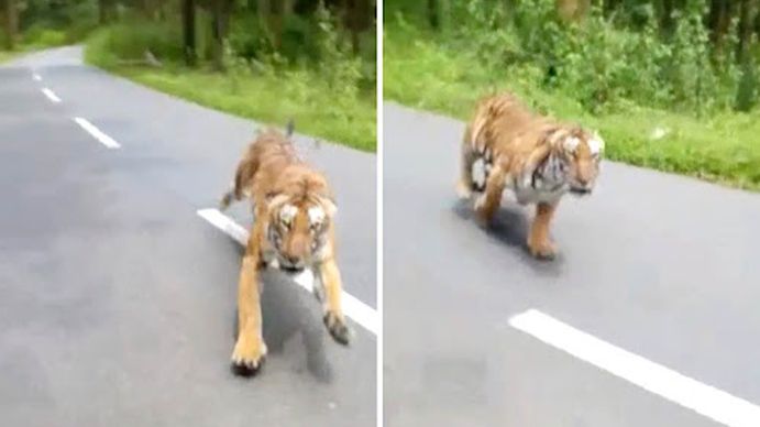 Terror en la ruta: iban en moto y se les apareció un tigre que casi los alcanza