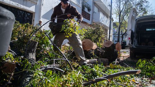 El temporal provocó la mayor caída de árboles desde 2012 en la Ciudad de Buenos Aires