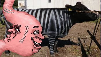 Quiénes ganaron el IgNobel 2025, los premios más insólitos y absurdos: lagartos con pizza, vacas disfrazadas y mucho más
