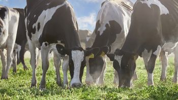 Una empresa argentina es la primera en la región en certificar bienestar animal