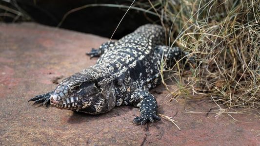 Nueva invasión en los countries de Buenos Aires: un extraño lagarto genera preocupación