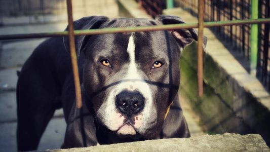 Horror en Jujuy: un pitbull mató a un bebé de 2 años