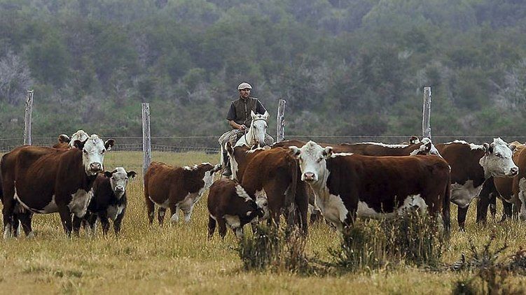 Chaco impulsa la recomposición del stock ganadero perdido en las inundaciones de 2019