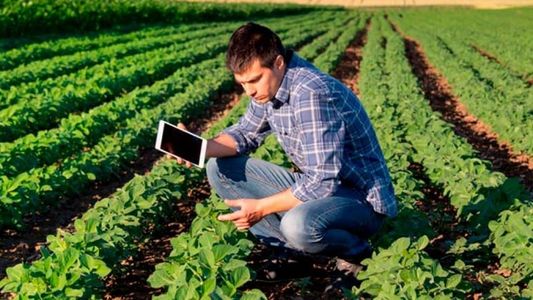 ¿Cómo es producir en el campo argentino? Una encuesta muestra a qué le temen y en qué confían los productores