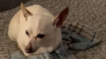 En el día del animal, ¿cuántos años tiene el perro más viejo del mundo y dónde vive?