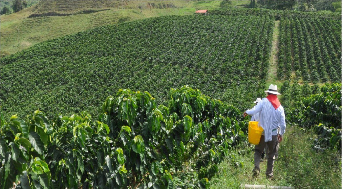 ¿Por qué el gusto por el café y el cacao pueden ser un riesgo para los
