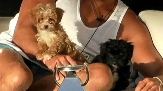 Preocupación en Gran Hermano 2022: uno de los perritos cayó a la pileta y cortaron la transmisión