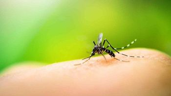 Los mosquitos detectan distintas señales del cuerpo humano para localizar y elegir a quién picar.