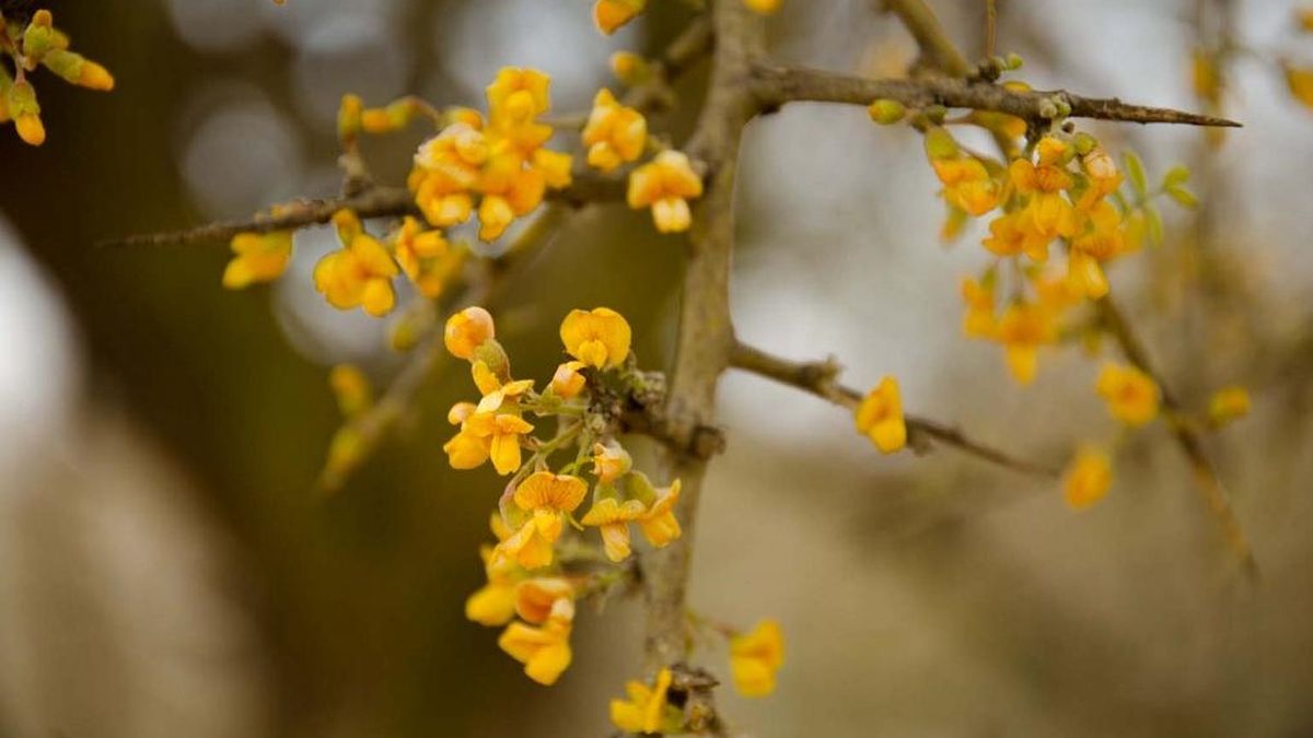 Las plantas autóctonas de Mendoza