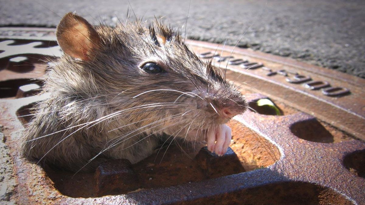 Las ratas una plaga en Nueva York que busca un zar para eliminarlas (Foto: Gentileza NYT)