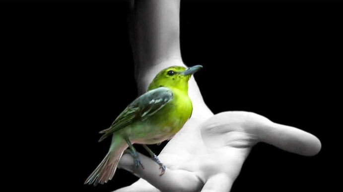 Más vale pájaro en mano que cien volando: qué significa el refrán y cuál es su origen