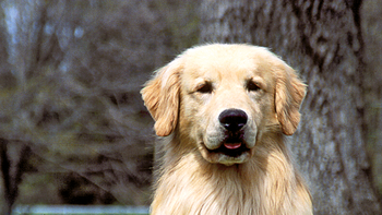 cuales son los perros mas felices del mundo
