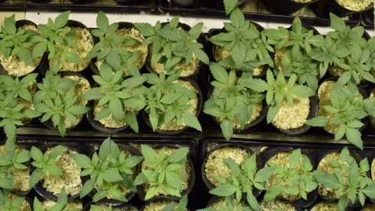 Nueva reglamentación para el cannabis medicinal: ¿qué cambia a partir de ahora y por qué es importante seguir avanzando?