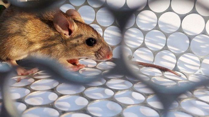 En Esquel ya no quedan pacientes internados en terapia intensiva por hantavirus
