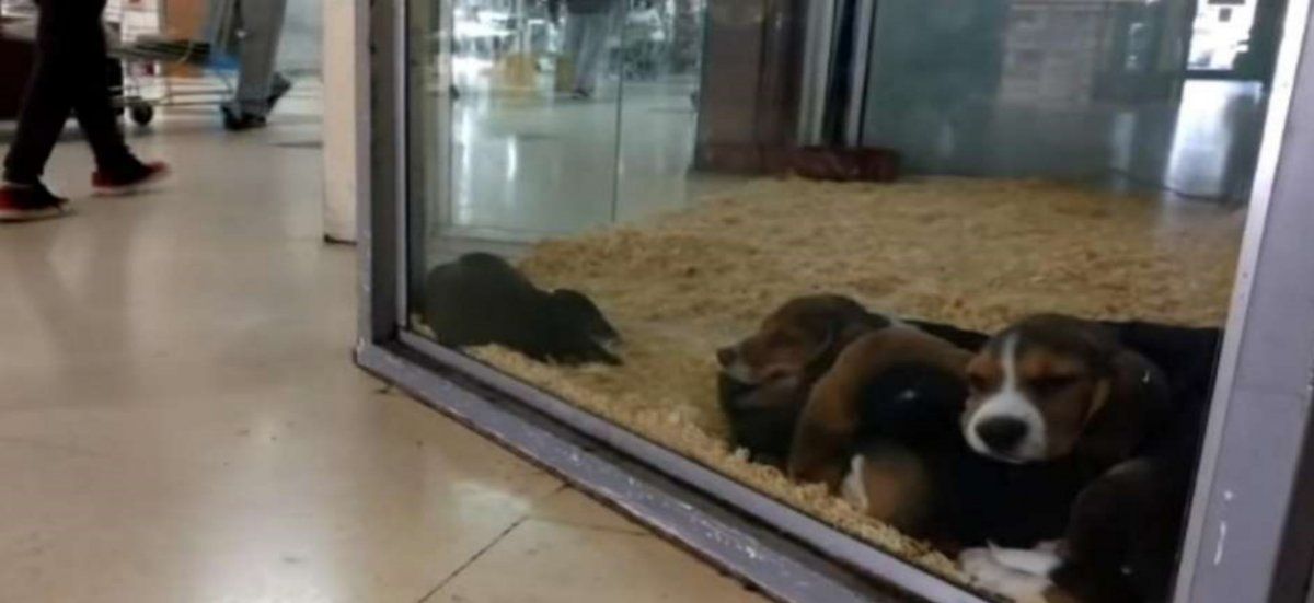 Adiós a las mascotas en vidrieras: ya no se podrán mostrar animales en venta