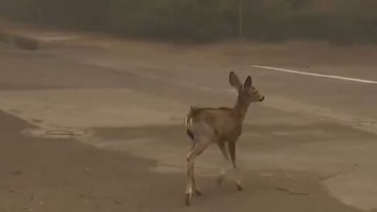 Estremecedor video de un Bambi desesperado escapando de las llamas en Los Ángeles