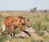 Rescataron a un aguará guazú: qué pasará con el ejemplar de una especie amenazada