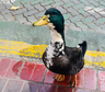 Insólita guerra de mascotas: acusan a un pato por violencia contra un perro