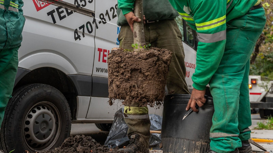 Con un 50% más que el año pasado, comenzó la plantación anual de árboles en la Ciudad