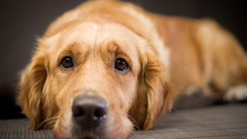 ¿Tu perro llora por las noches? Las razones que no sabías y qué hacer al respecto
