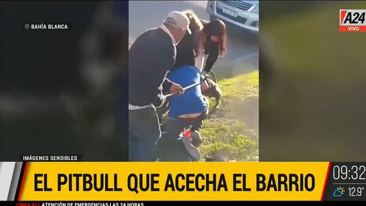 Un pitbull atacó a un chico de 19 años y le causó graves heridas: lo tuvieron que separar a palazos