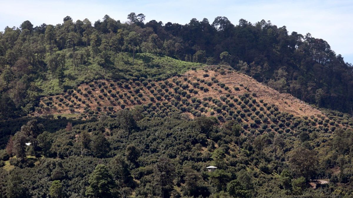 Plantaciones de Palta cerca de Uruapan, en el estado de Michoacán, el 