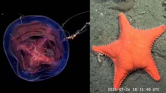 Furor por un streaming del Conicet que muestra el fondo del mar argentino: el fenómeno Patricio