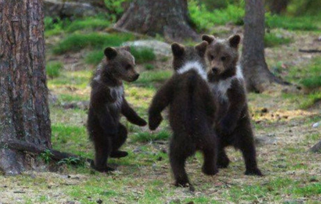 https://www.a24.com/actualidad/los-tres-osos-un-fotografo-capturo-una-increible-imagen-tres-ejemplares-bailando-un-bosque-n824966