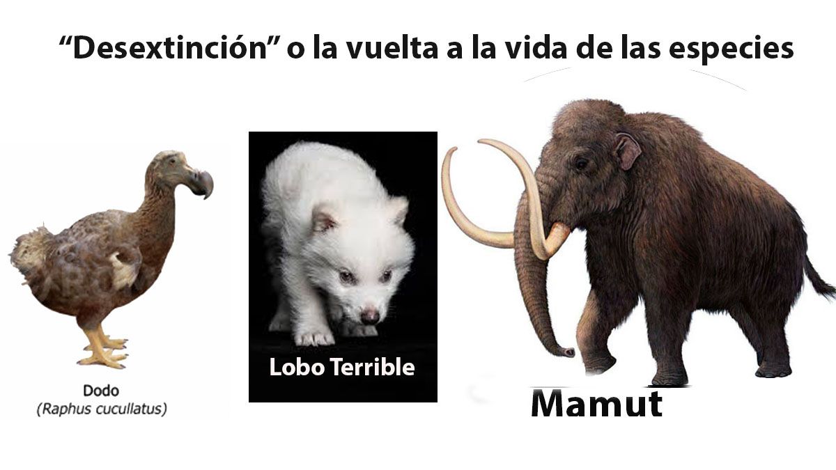 Los animales extinguidos, que pueden seguir el camino del lobo terrible. (Foto: A24.com) Los animales extinguidos, que pueden seguir el camino del lobo terrible. (Foto: A24.com)